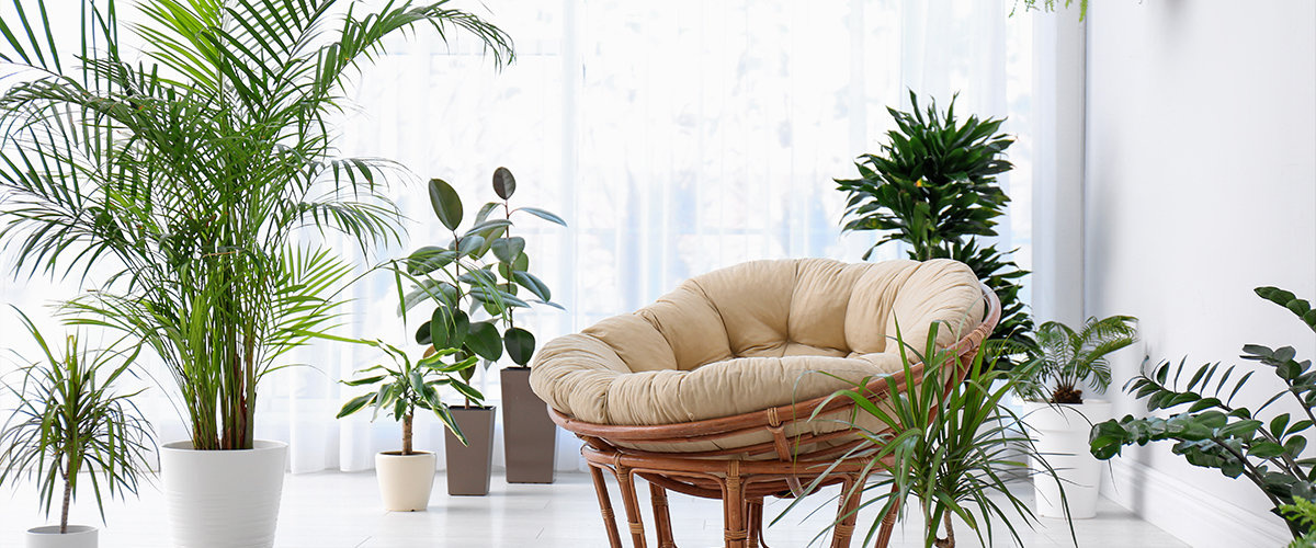 Indoor plants near window.