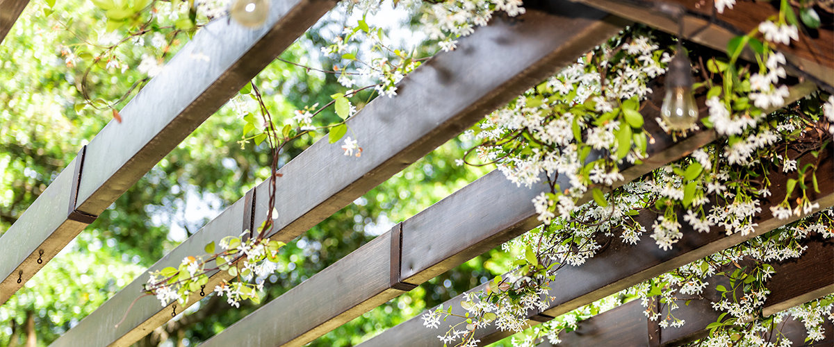 Hanging plant on pergola