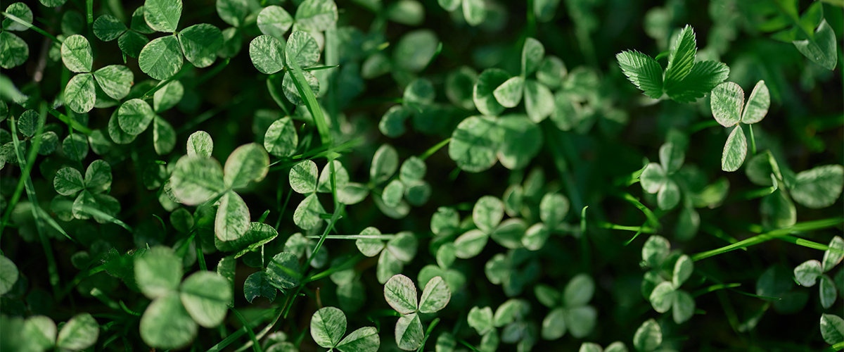 Clover grass
