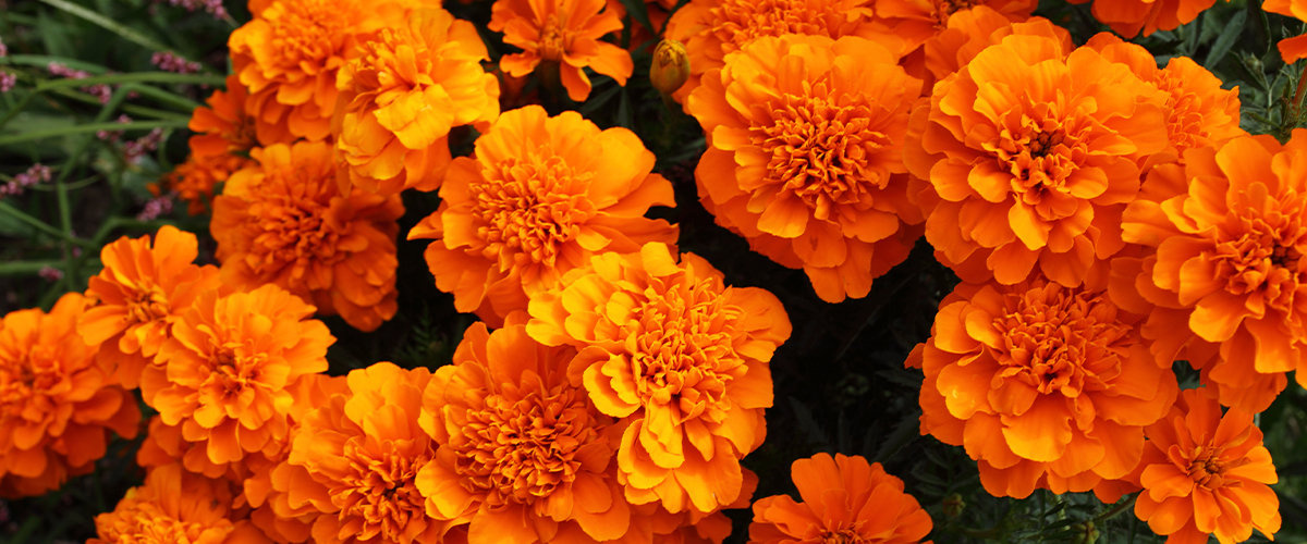 Marigold flower