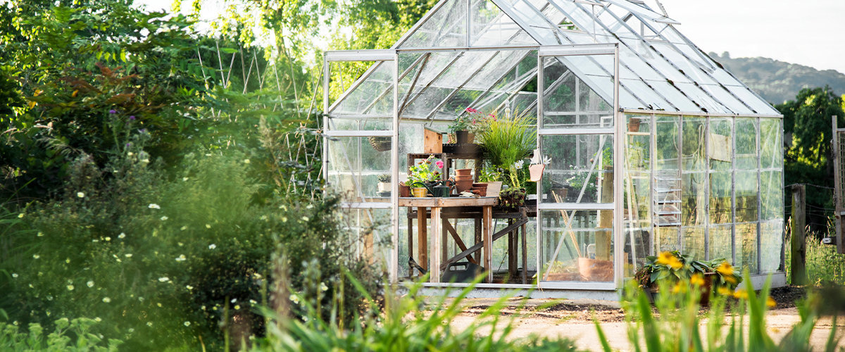 Greenhouse in backyard