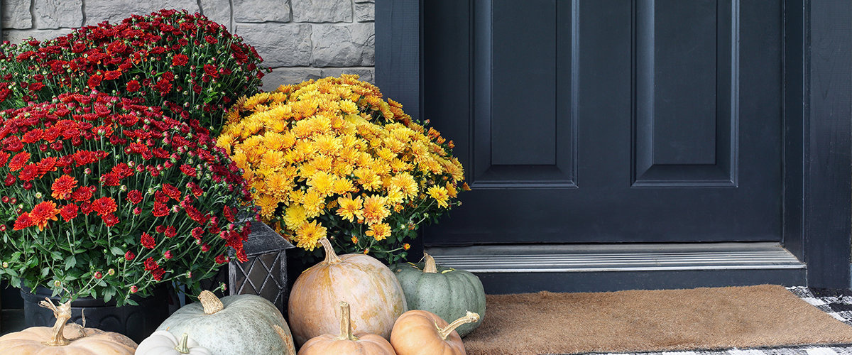 Mums on front porch