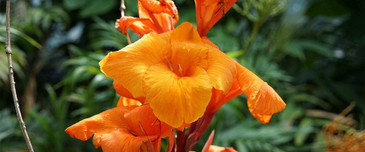 Canna lilies