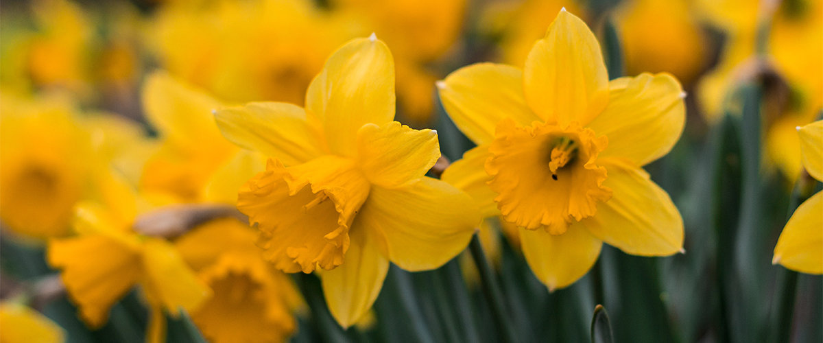Daffodils