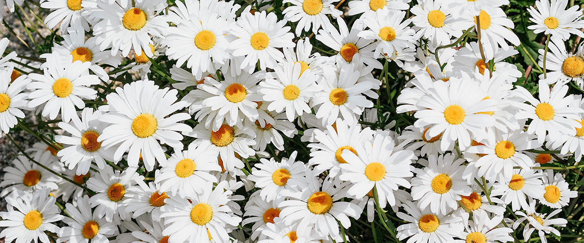 Daisies