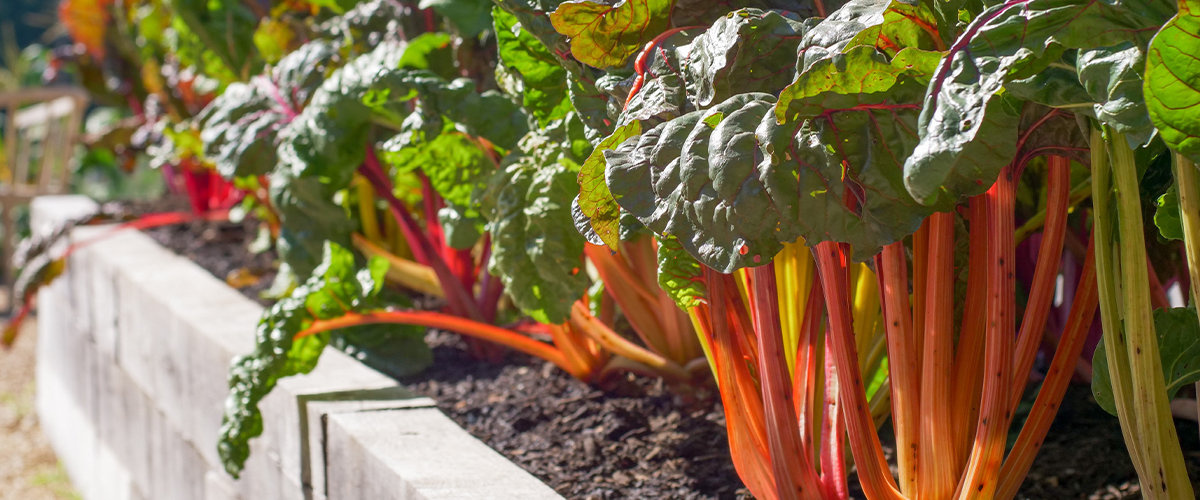 Supported garden bed with rhubarb plants