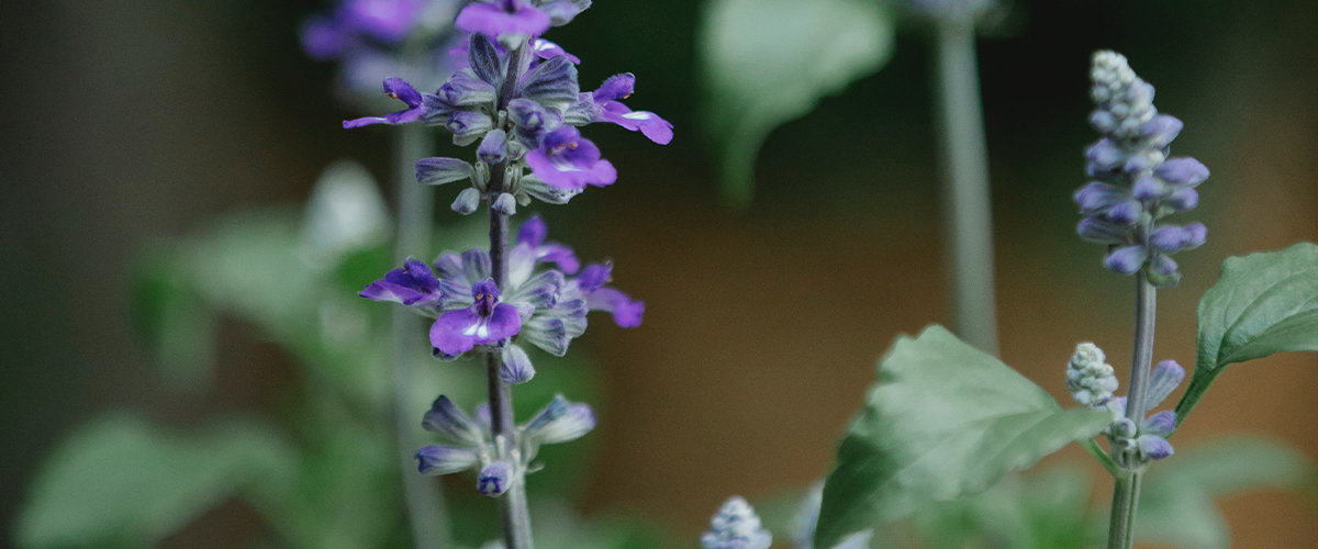 Salvia flowers