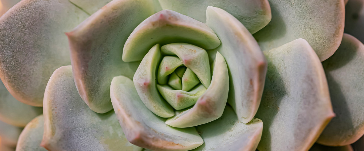 Echeveria plant