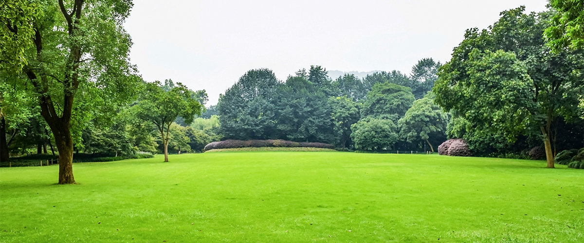 Large open, flat backyard with trees