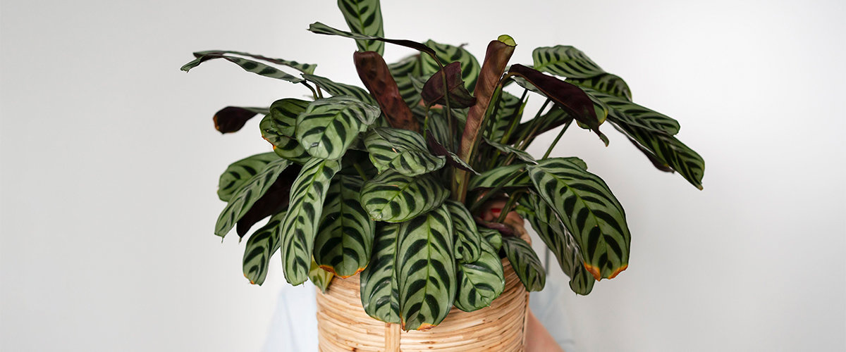Prayer plant