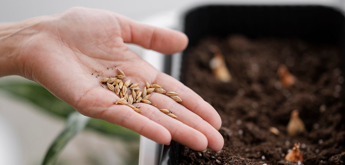 woman's hand holding seeds